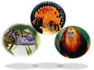 Tiger Chameleon, Leotard Finch, Lion Monkey 